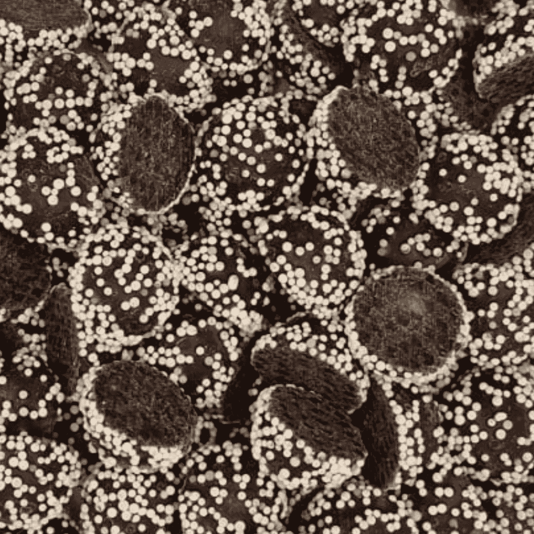 Punsch Pralines